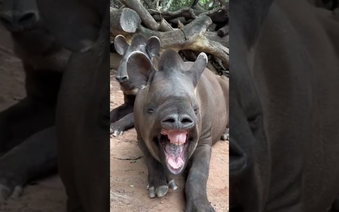Tapirs: Ancient Guardians of the Forest