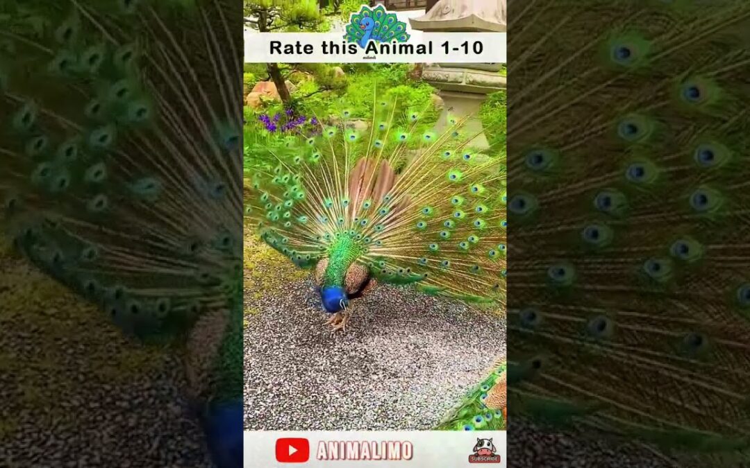 The Ecological Role of Peacocks in Nature | #shorts #peacocks #animalimo