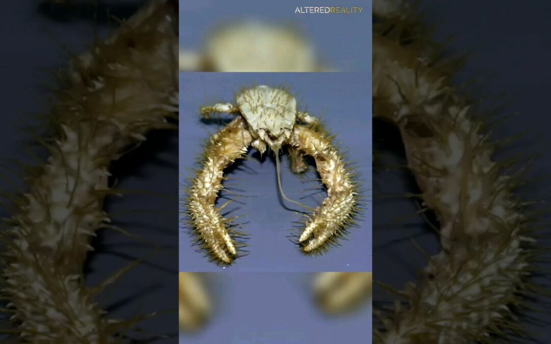 Yeti Crab – The Weird and Wonderful Crustacean