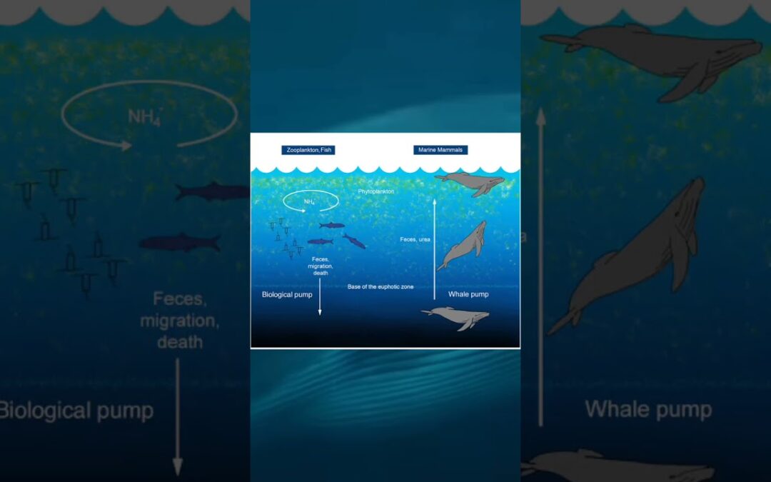 Importance of whales in ecosystem. #whales #economic #viral #environment #balance #ecology #suacribe