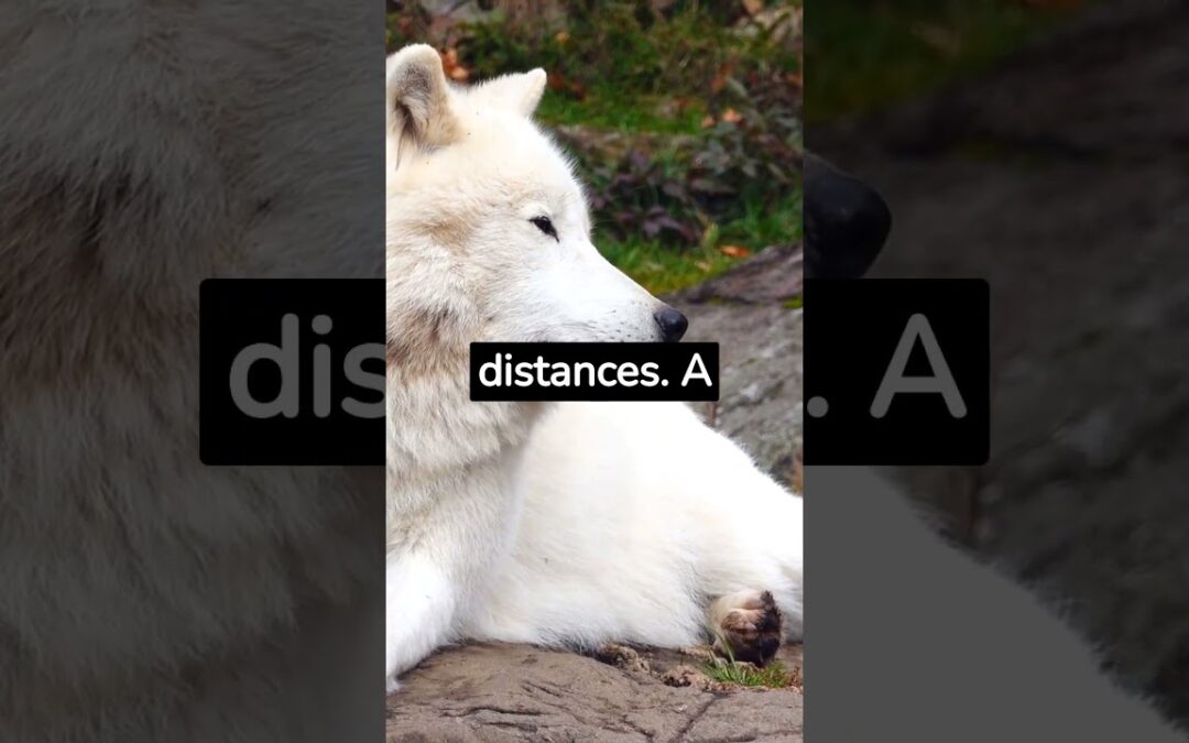 Curious facts about wolves.
