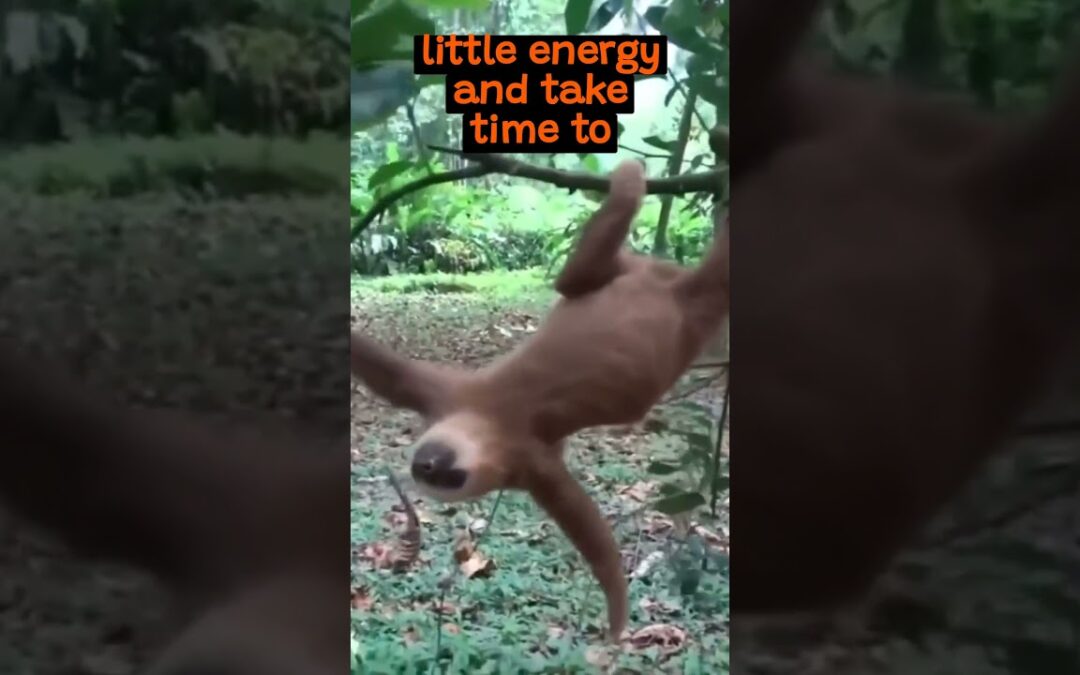 Why Are Sloths So Slow? | The Wild Animal Facts