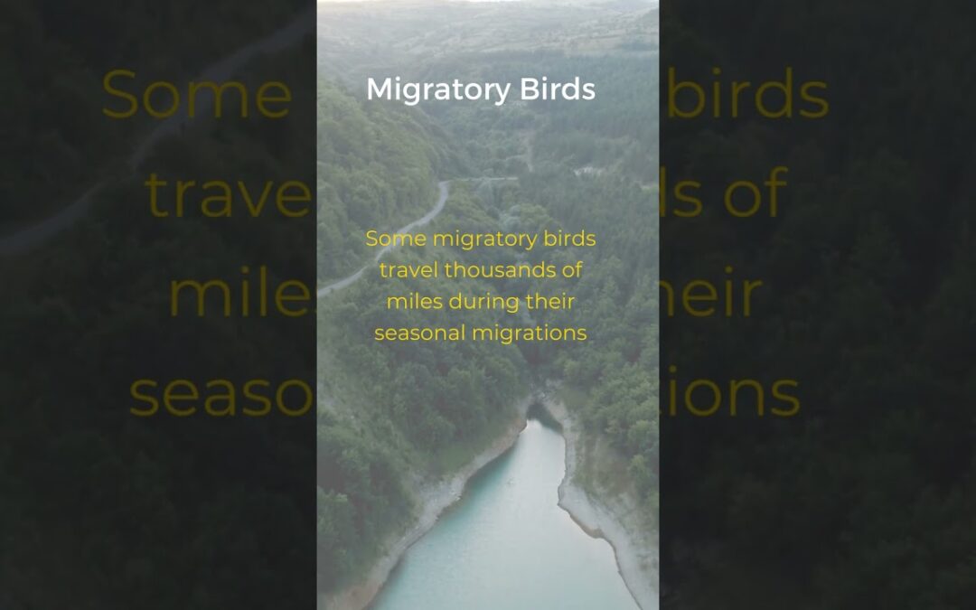 Wings of Unity: Migratory Birds Unveiling Socio-Psychology and Biology