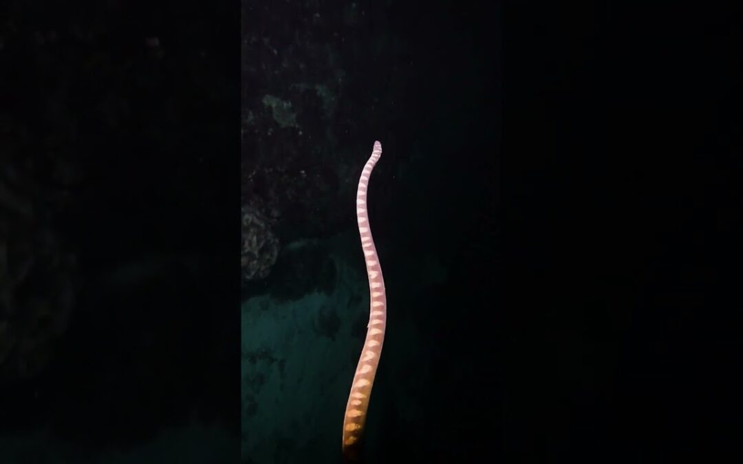 Adaptations of Aquatic Sea Snakes: Thriving in the Oceanic Environment | SGK English