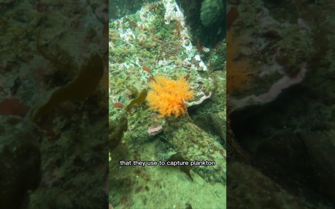 Orange Sea Cucumbers – Animals or Vegetables?