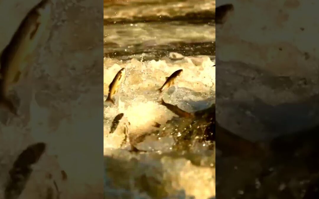 Exploring the Fascinating World of Fish Species