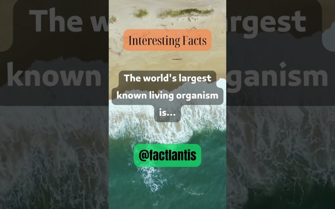 The world’s largest known living organism is… #shorts #facts