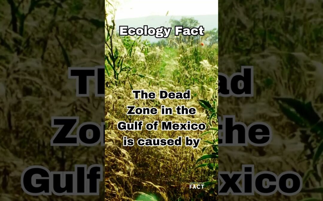 Unveiling the Dead Zone  #shorts #shortsvideo #ecology #facts