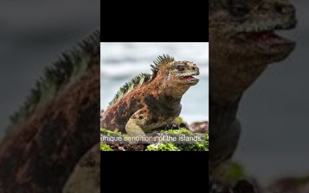 The Galapagos Islands: A Natural Wonder #shorts #short #shortvideo #shortsvideo #shortsfeed #shots