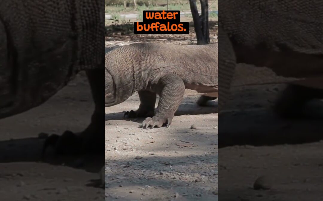 The Mysterious Existence of The Komodo Dragon | The Wild Animal Facts