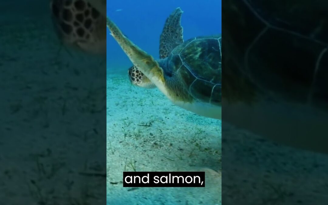 Fascinating Facts About Animal Migration.