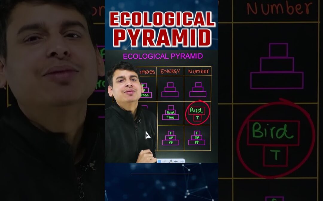Ecological Pyramids in Ecosystem Class 12 #doctorsadda #ecologicalpyramid #neetbiology #biomass