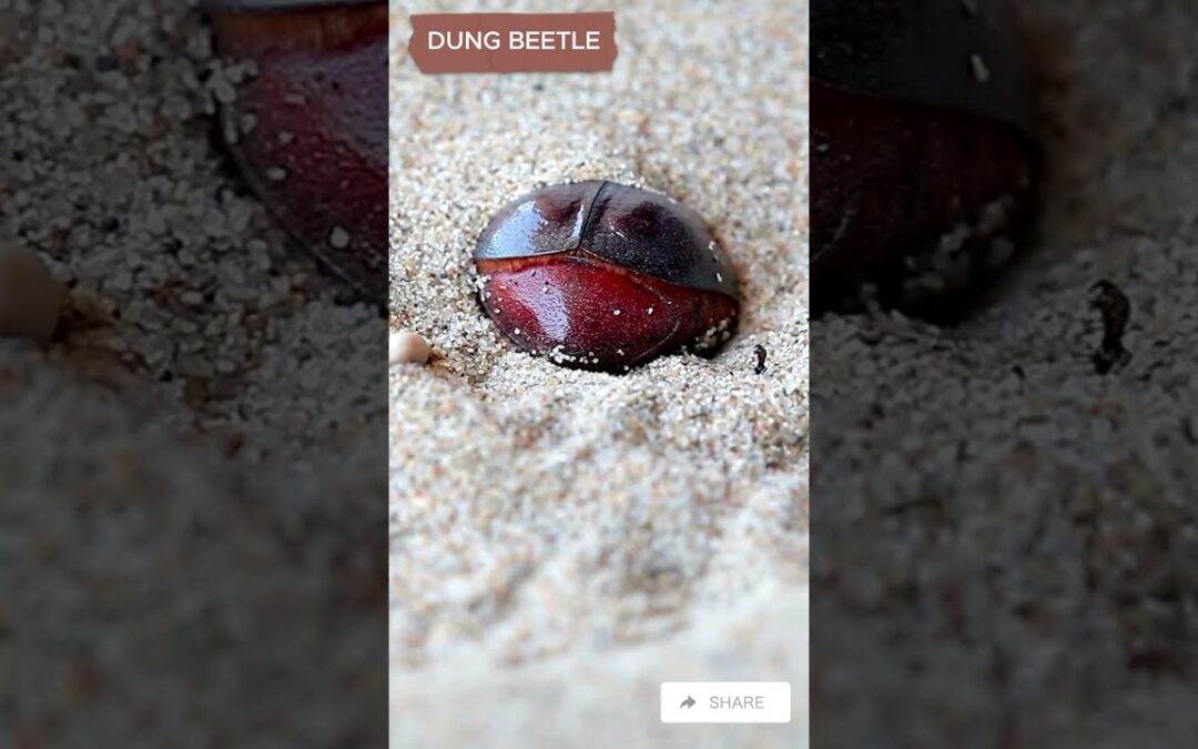 FUN FACTS ABOUT DUNG BEETLE