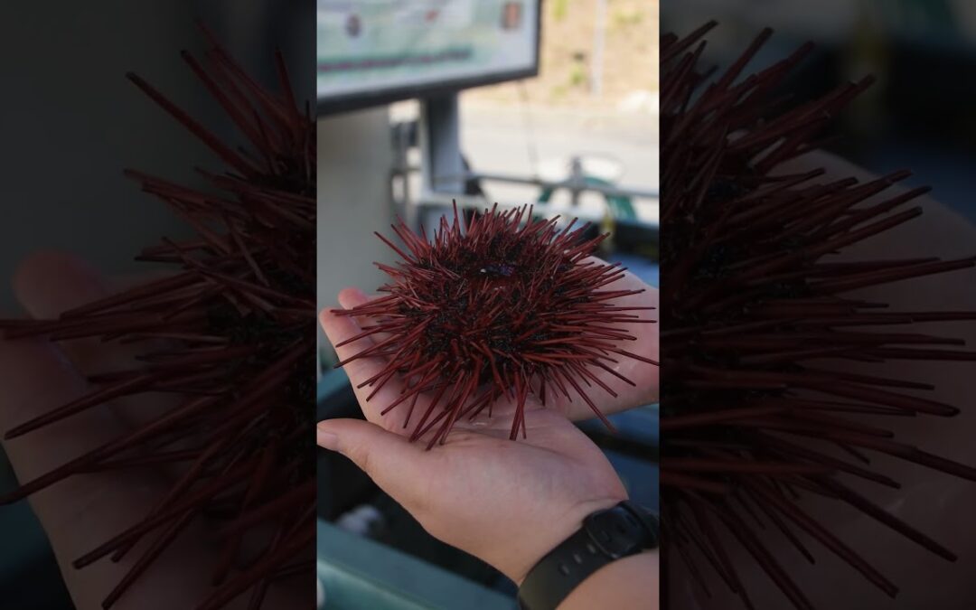 Red Sea Urchin Spines and Pedicellariae – Telonicher Marine Lab  #seaurchin #uni #echinodermata