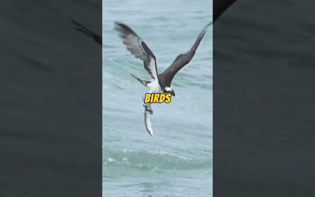 Osprey FAQs: Nests, Diet, Migration, Lifespan, Threats, and Survival Tips Revealed! #shorts #short