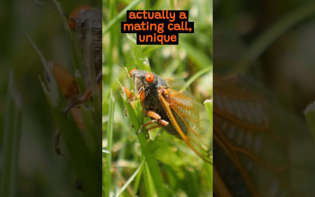 The Intriguing Lifecycle of The Cicada | The Wild Animal Facts