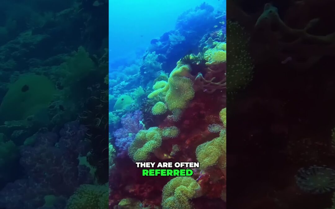 Discover the Hidden Importance of Coral Reefs