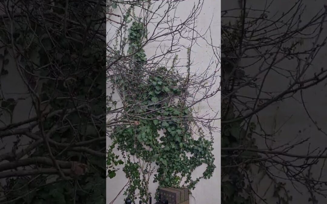 Ivy Growing On The Side Of A Building In January  Invasive Weed