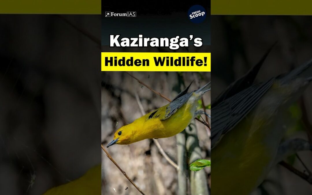 Kaziranga’s Hidden Wildlife! #Kaziranga