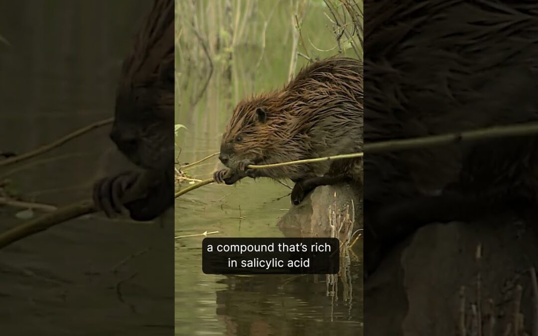 The Beavers’ Transformation from Ecological Ally to Economic Asset