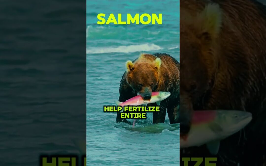 #salmon #salmonconservation #biodiversity #healthyecosystems #aquaticlife #sustainablefishing