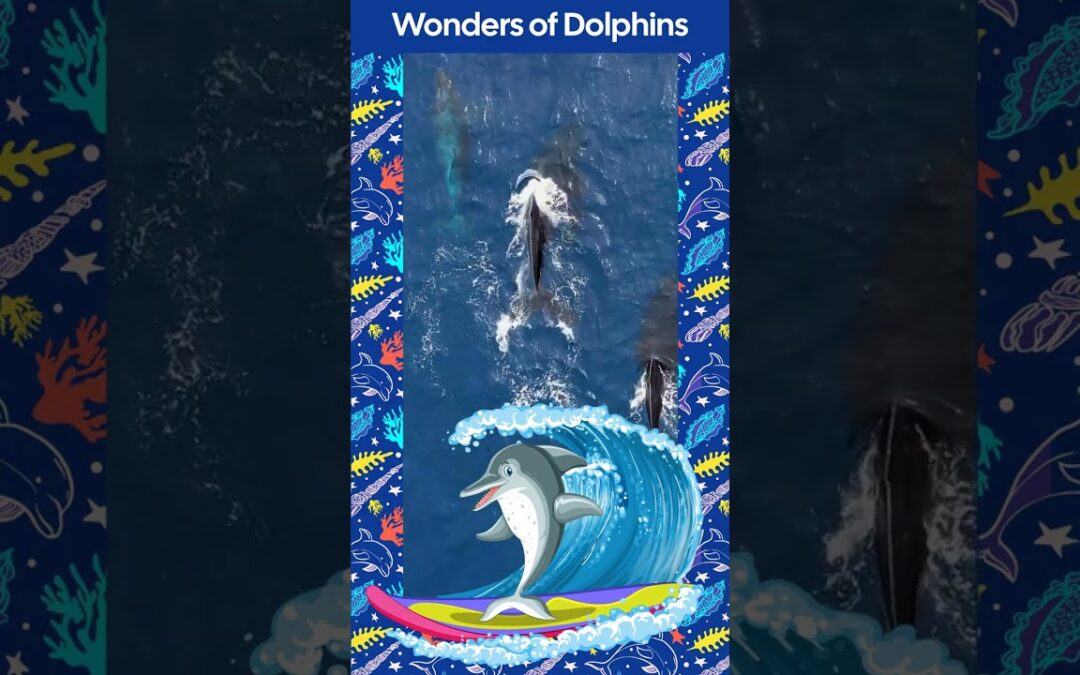 Wonders of Dolphins #dolphin #dolphins #dolphinfacts #marine