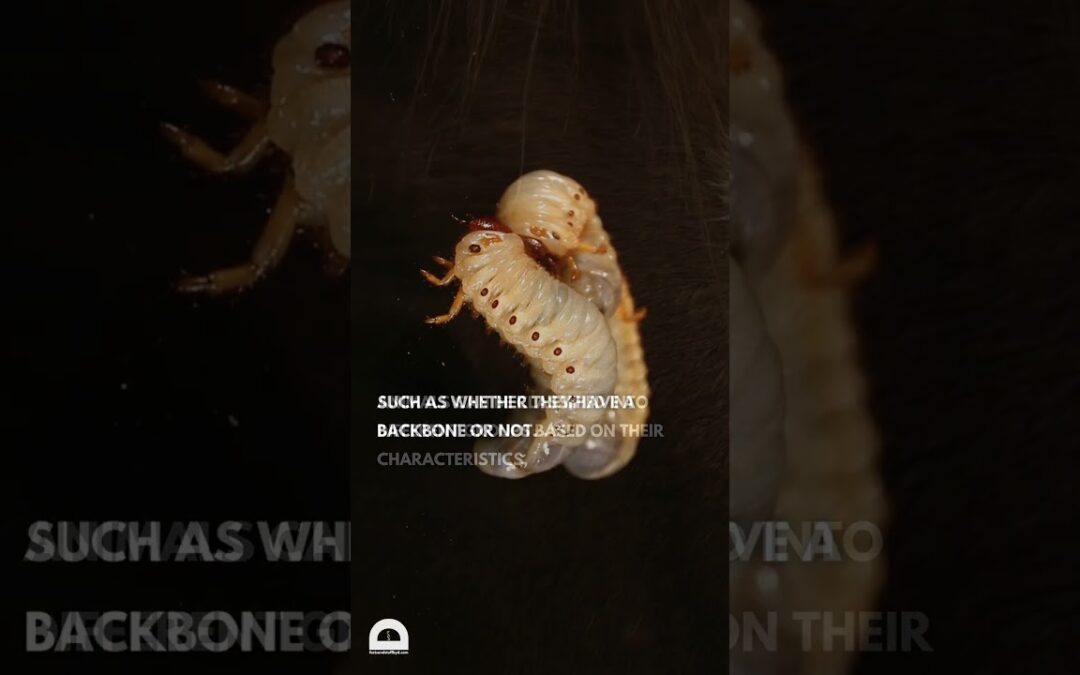 Animal Classification | #biology #science #zoology #animals