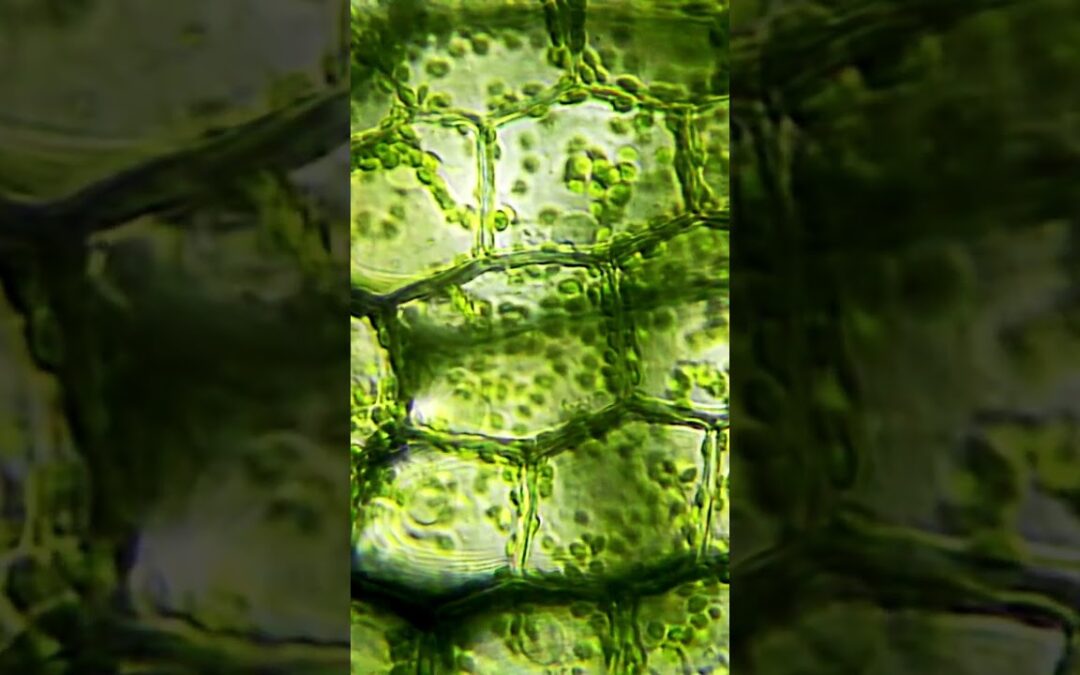 How Do Producers Make Their Own Food? #short #educationalvideo #ecosystems #discoverscience #stem