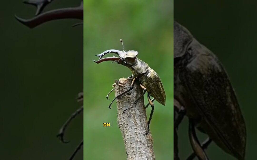 The Diversity of Beetles: From Ladybugs to Stag Beetle #shorts #short #beetles#ladybugs #stagbeetle