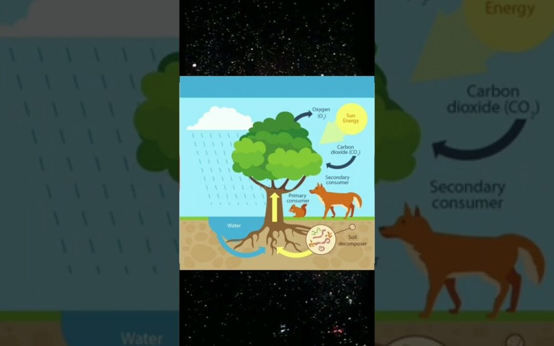 Ecosystem | #shorts #ecosystem
