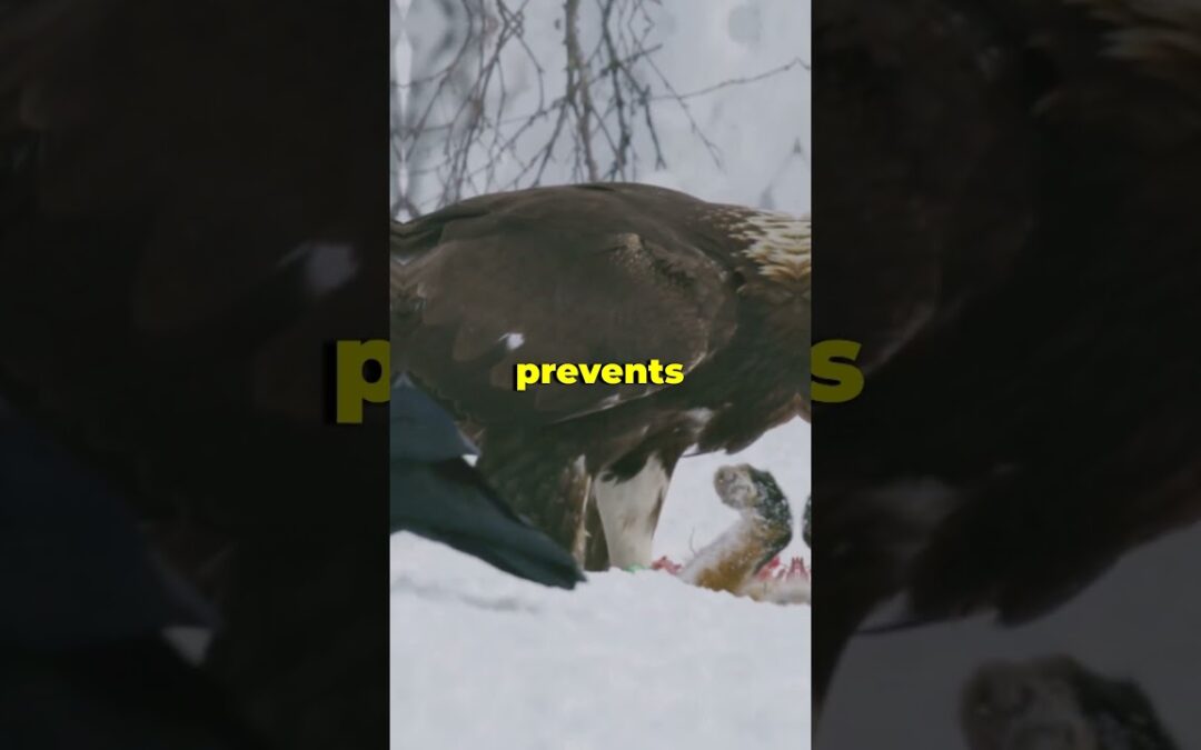 Bald Eagles  Guardians of the Ecosystem! #shorts