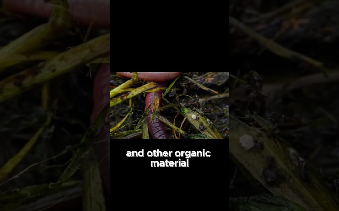 How Earthworms Make Soil More Fertile! #capcut #science #environment #facts #ecosystem #biology #eco
