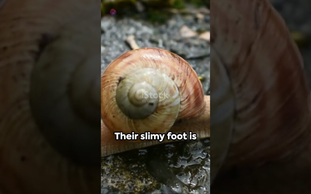 Snails The Tiny Titans of Ecosystems||slowest animal on earth
