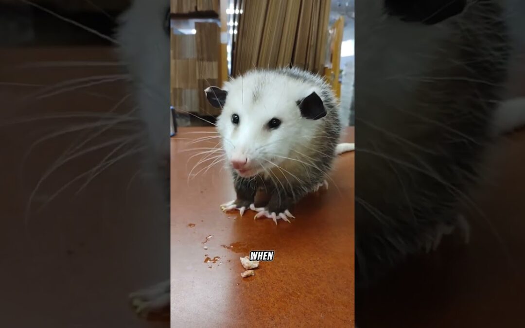 Virginia Opossum: Adaptable Marsupial and Ecological Survivor