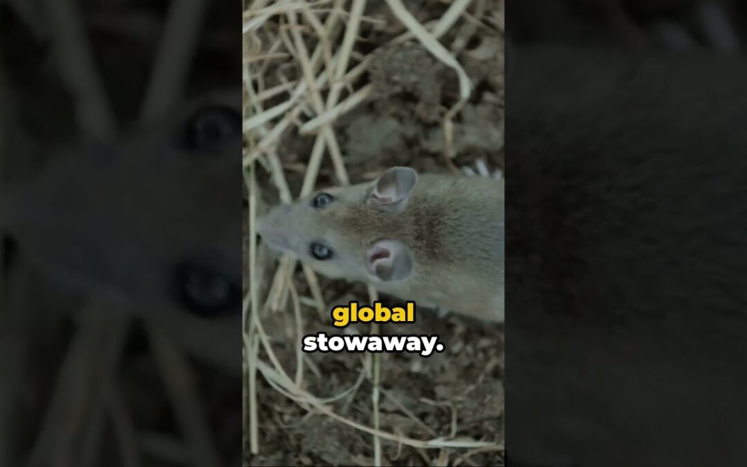 Invasion Alert: Top 3 Invasive Species #aistory #animals #frogs #rats