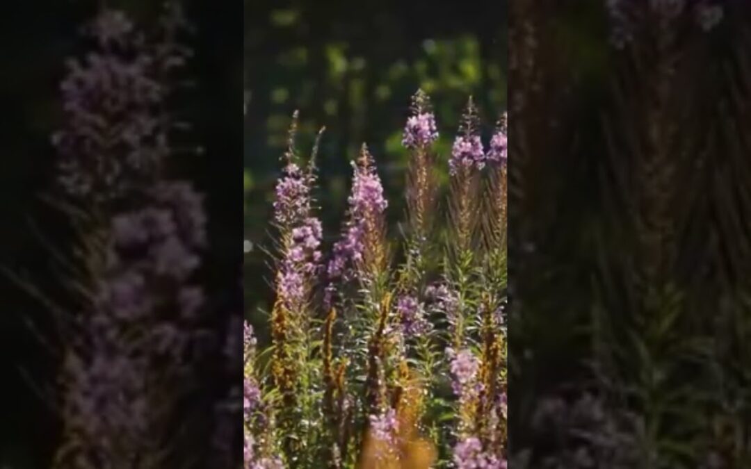 Tropical forests thousands of years ago #documentary #dinosaur #earthhistory