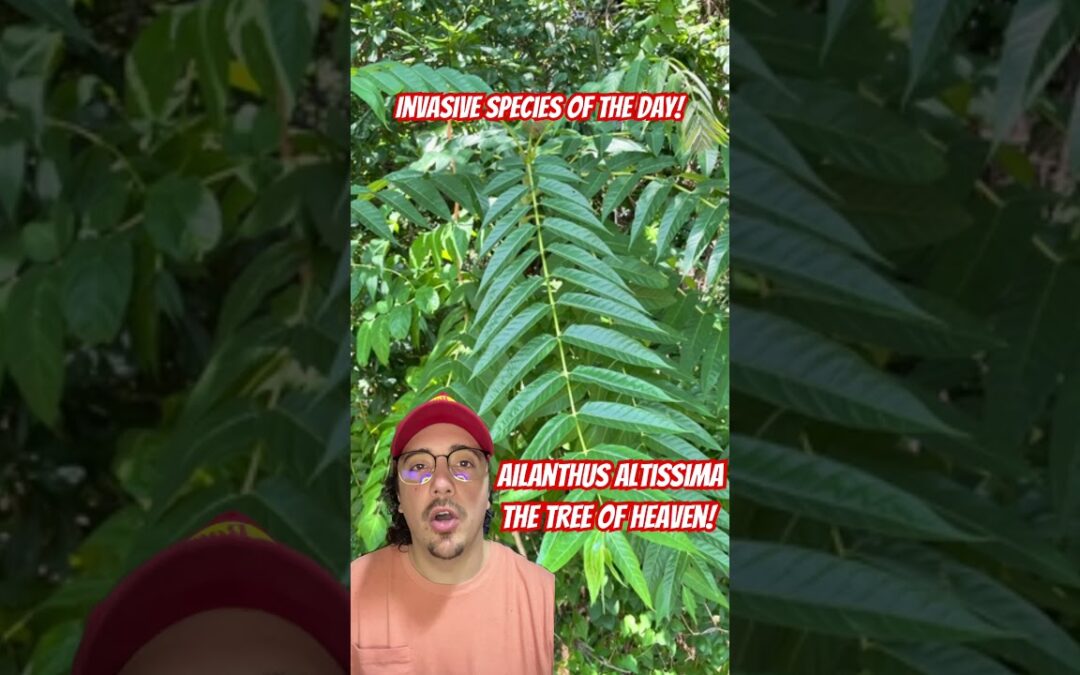 Invasive Species of the Day!  Tree of Heaven! #shorts #education #nature #wildlife #plants #learning