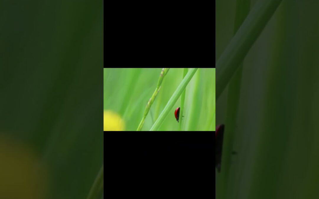 Say No to Chemicals Embrace Ladybugs! #capcut #facts #biology #ecosystem #nature #nature #science