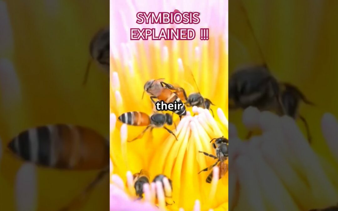 Symbiosis Explained #facts #ytshorts #youtubeshorts #science