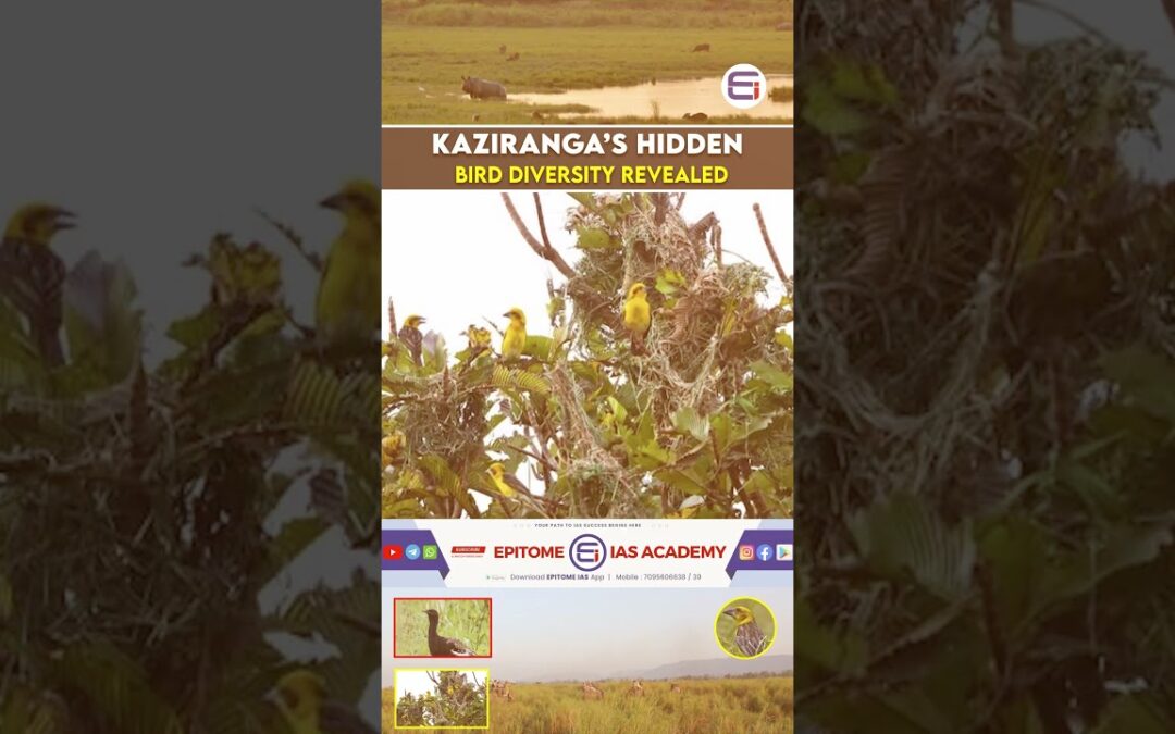 Kaziranga National ParkRare Birds & Hidden Biodiversity Revealed #epitomeias #kaziranganationalpark