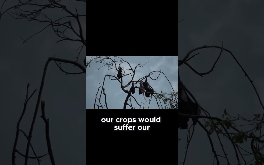 Why Bats Are Essential for Our Environment #capcut #ecosystem #biology #facts #science #bats