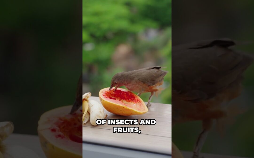 History of Bird Extinctions in the 18th Century: Bay Thrush #Extinctions #Bird #history #facts