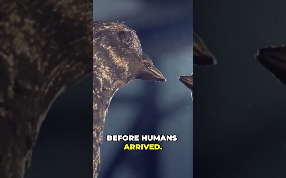 History of Bird Extinctions in the 17th Century: Dodo #Extinctions #Bird #history #facts