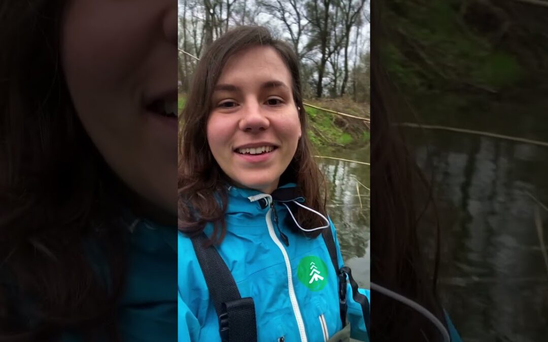 Amphibians having the time of their lives at our flooded forest