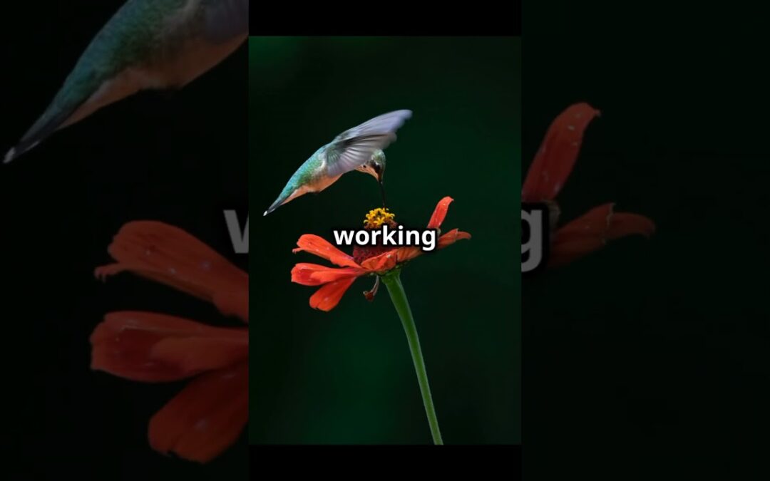 Hummingbird’s Heart: Nature’s Marvel! #shorts #viralvideo #hummingbird #facts #heartbeat #birdlovers