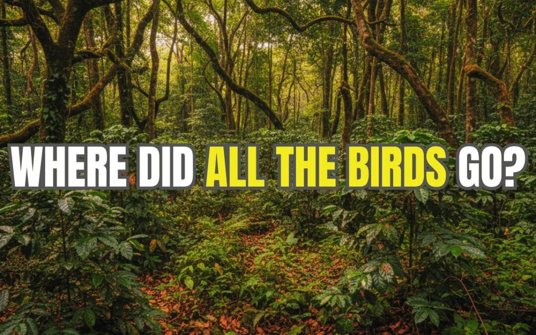 Bird-Friendly Coffee: Why Less Than 1% of Coffee Meets the Standard