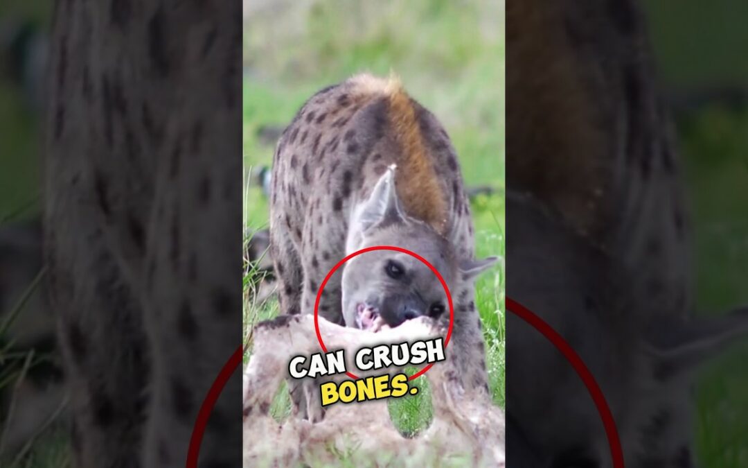 Hyenas: Nature’s Adaptive Predators  #shorts