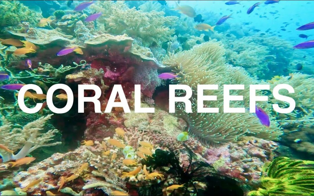 The Beauty of Underwater Coral Reefs