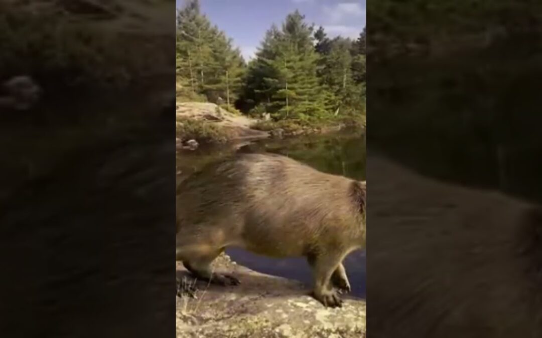 A new wildlife #documentary #dinosaur #earthhistory