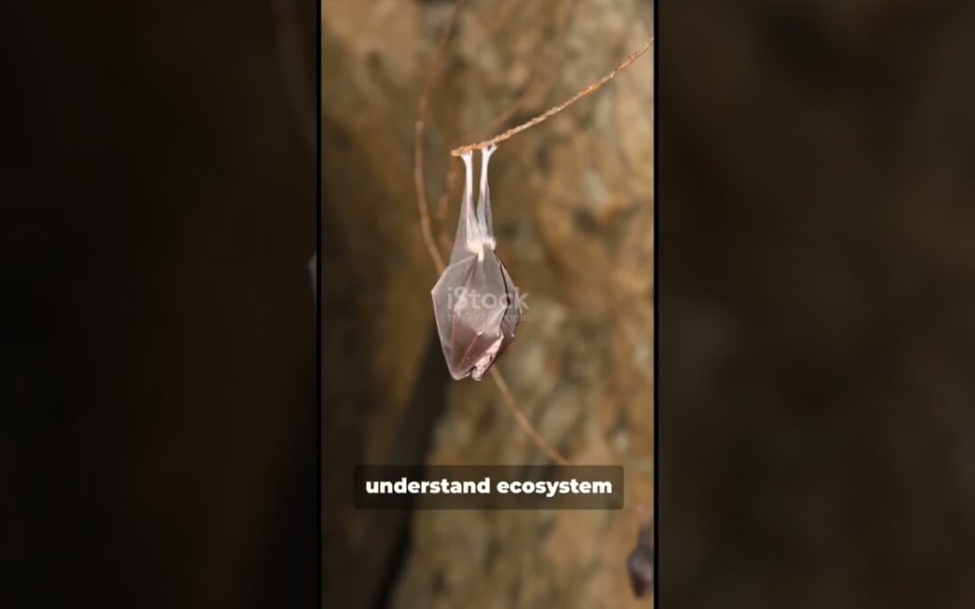Bats: Nocturnal Superheroes in Ecosystem